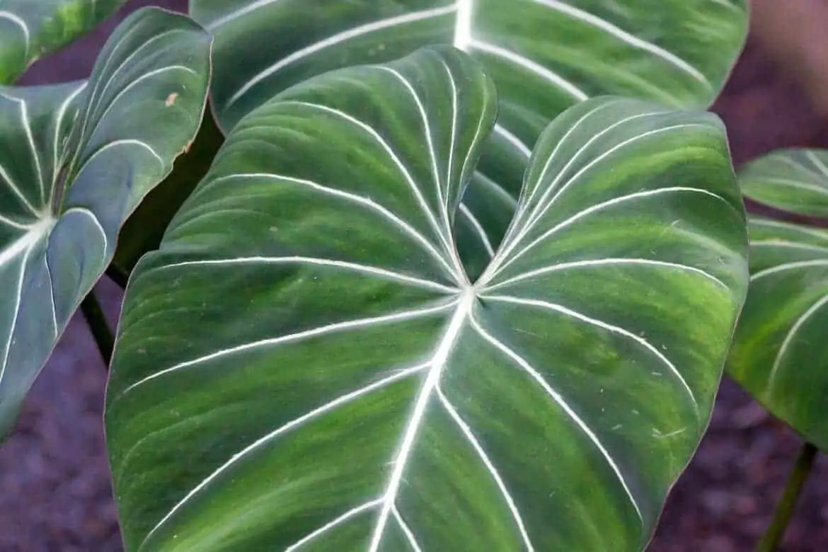 easy to grow plants philodendron