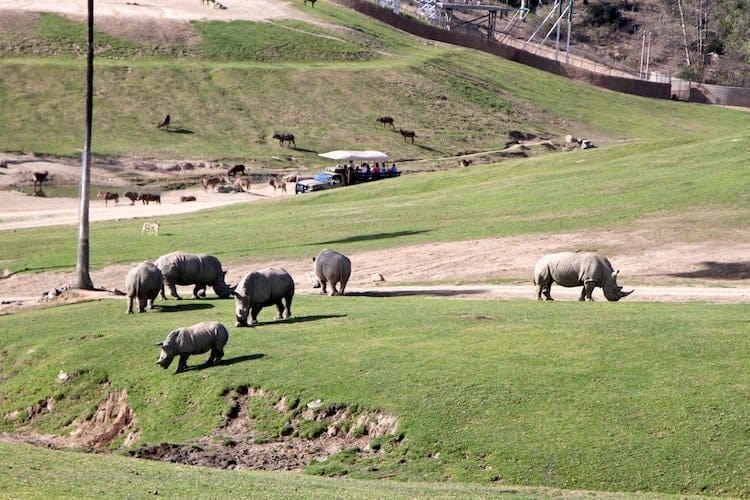 Why Animal Lovers Love The San Diego Zoo Safari Park Why Animal Lovers Love The San Diego Zoo Safari Park