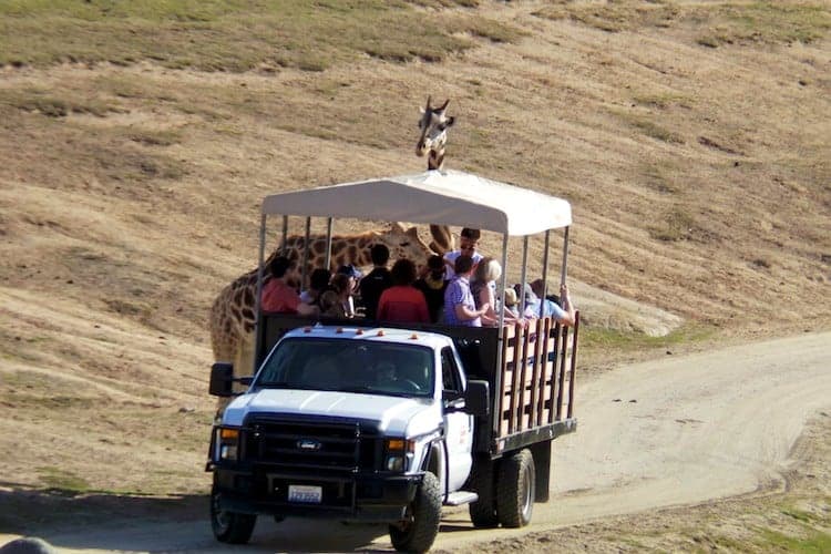 Why Animal Lovers Love The San Diego Zoo Safari Park