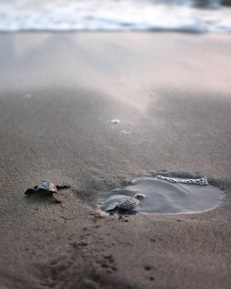 Sea turtle release puerto vallarta