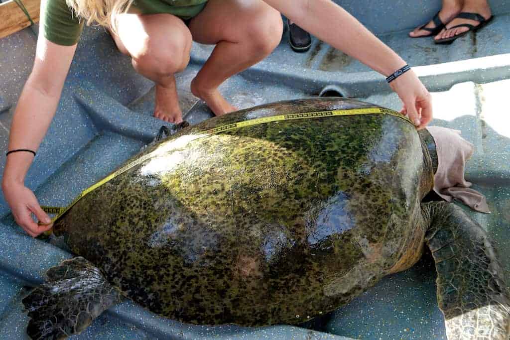A researcher takes measurements of a local sea turtle