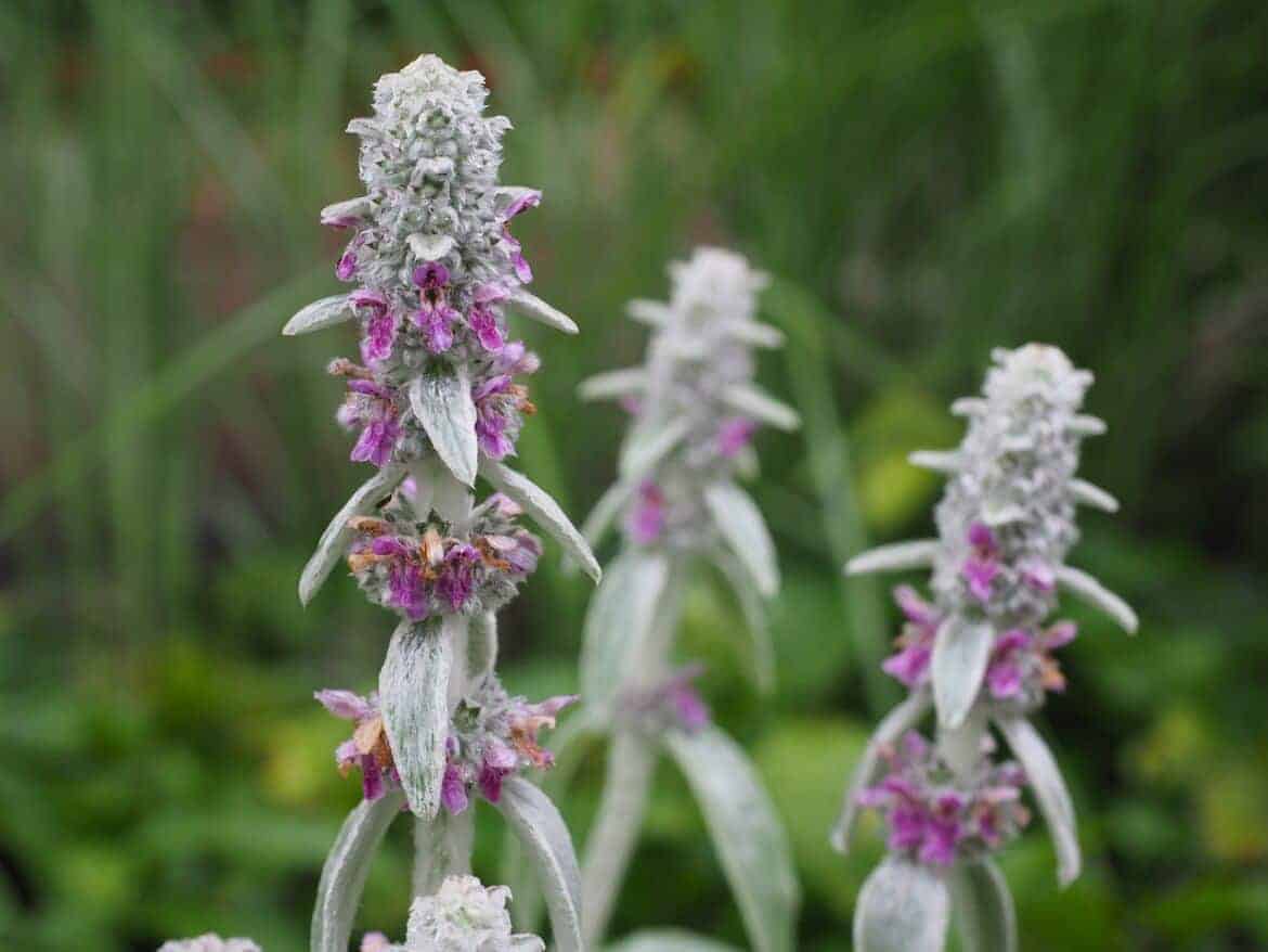 easy to grow flowers lamb's ear