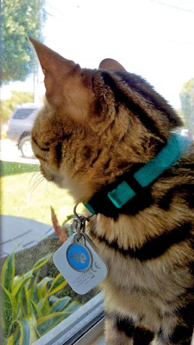 tile bluetooth tracker on cat