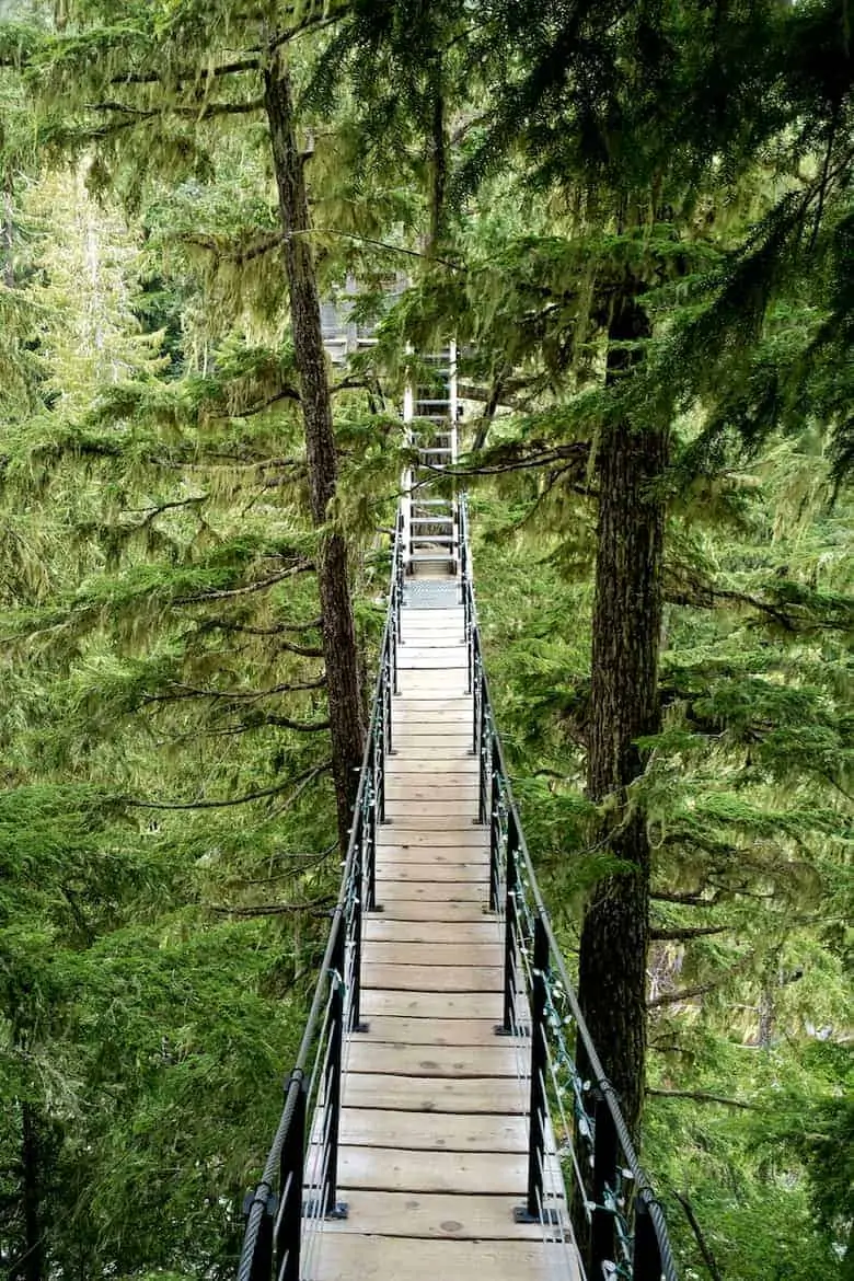 whistler tree trek footbridge
